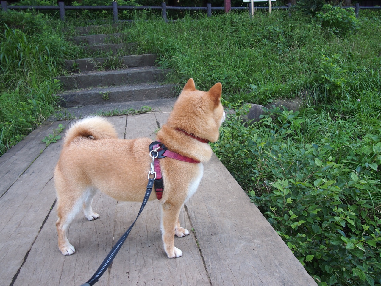 法甲球队通过战术场景模拟提升前场小组配合效率,法甲的强队