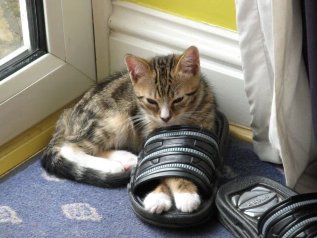 社交媒体影响力:明星球员的线上互动策略,球星们用的社交软件