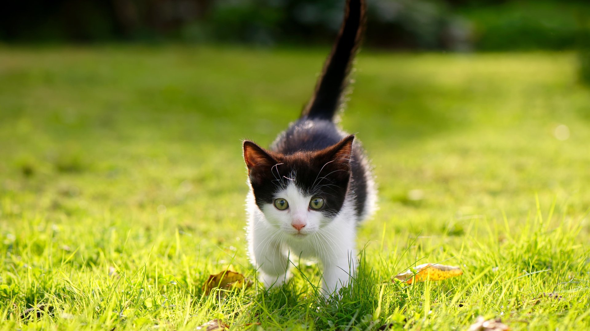 运动装备技术研发趋势,运动装备市场