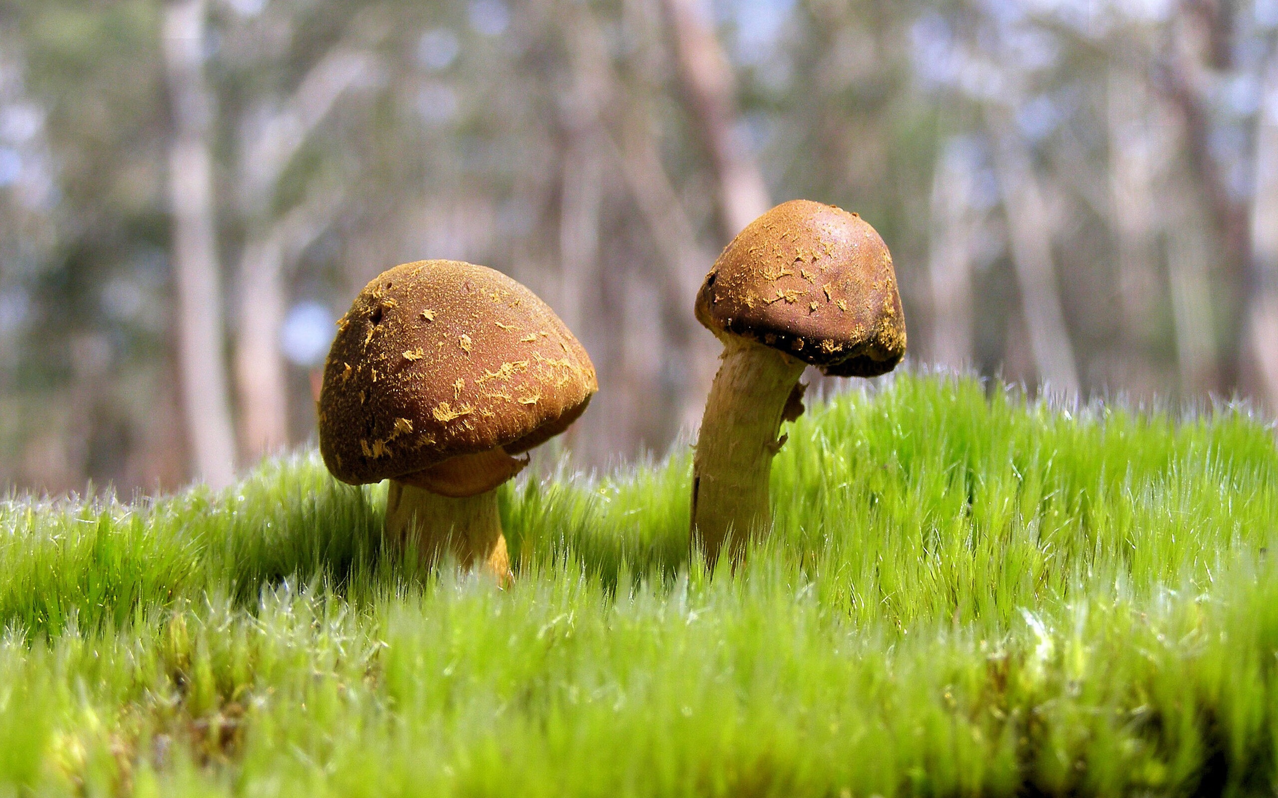 世界杯预选赛中国足球夺冠 球迷情绪高涨，世界杯足球预选赛中国队