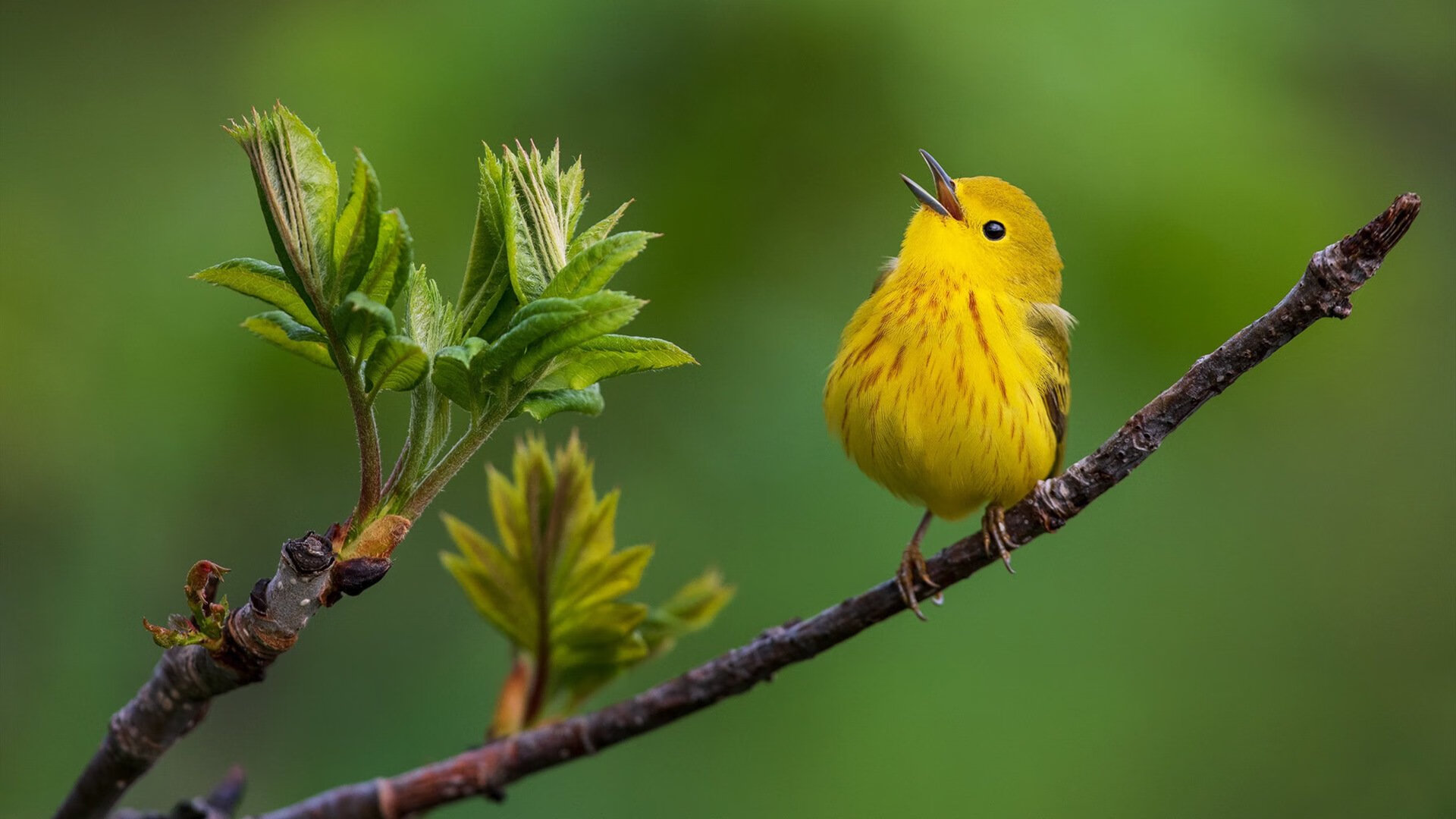 东亚杯U23国足战平 战术细节成关键因素,亚洲杯u23中国队