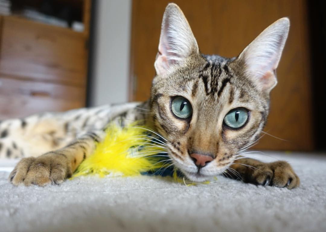 中超联赛中国青年队夺冠 球迷欣喜若狂,中超青训队