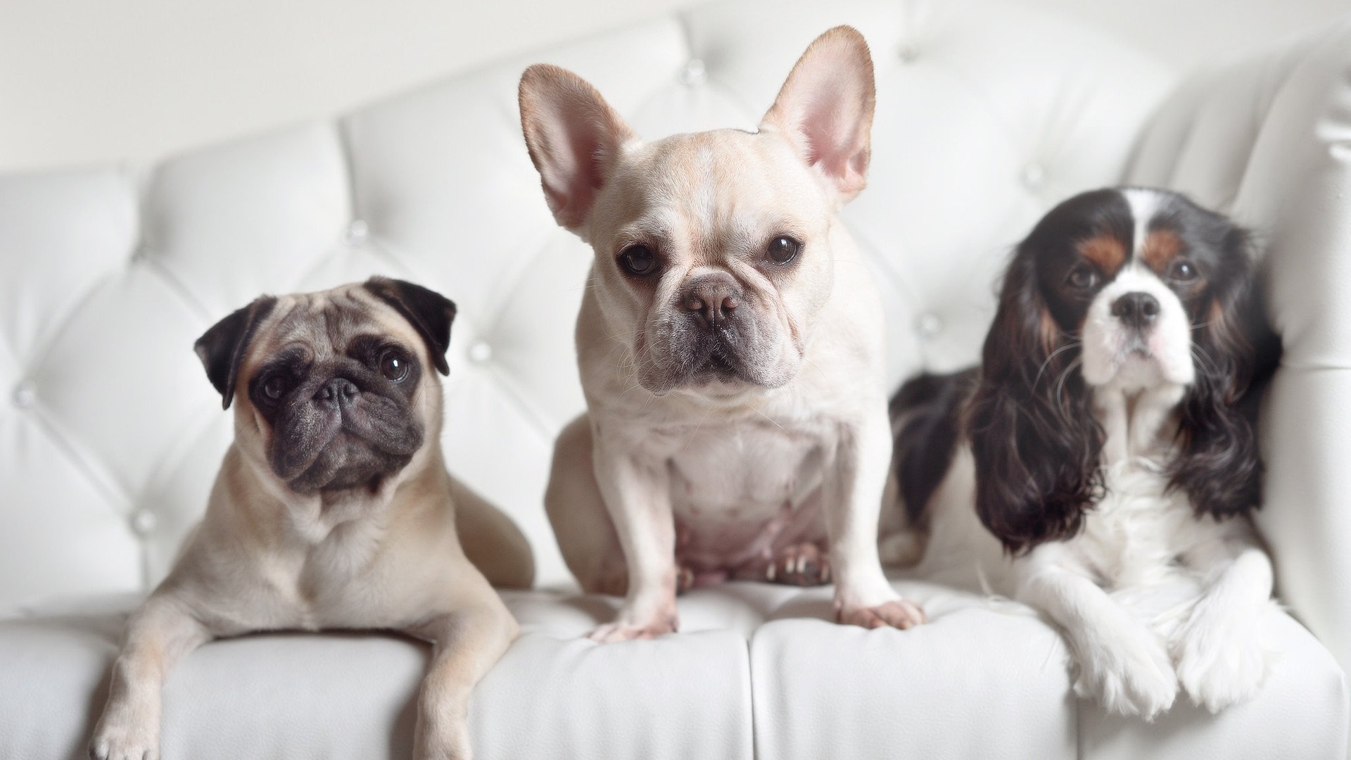 五大联赛球员租借体系是否利于新人成长，五大联赛球队收入